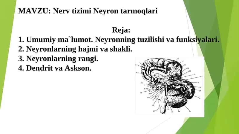 Nerv tizimi Neyron tarmoqlari