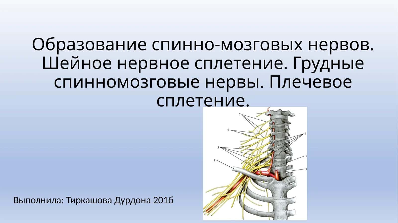 Образование спинно-мозговых нервов