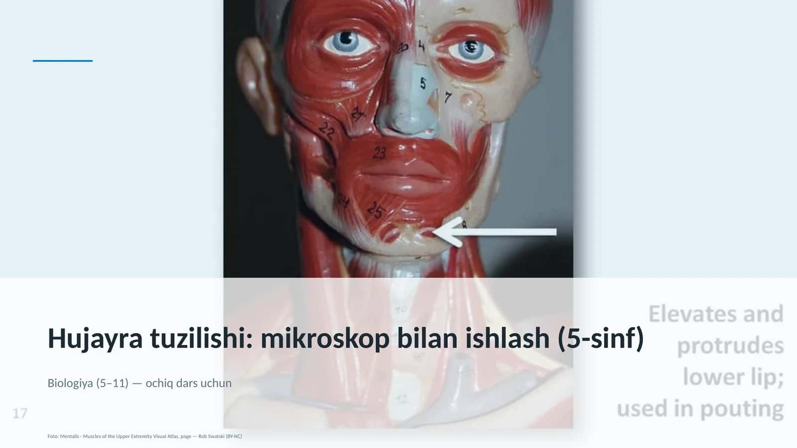 Hujayra tuzilishi: mikroskop bilan ishlash (5-sinf)