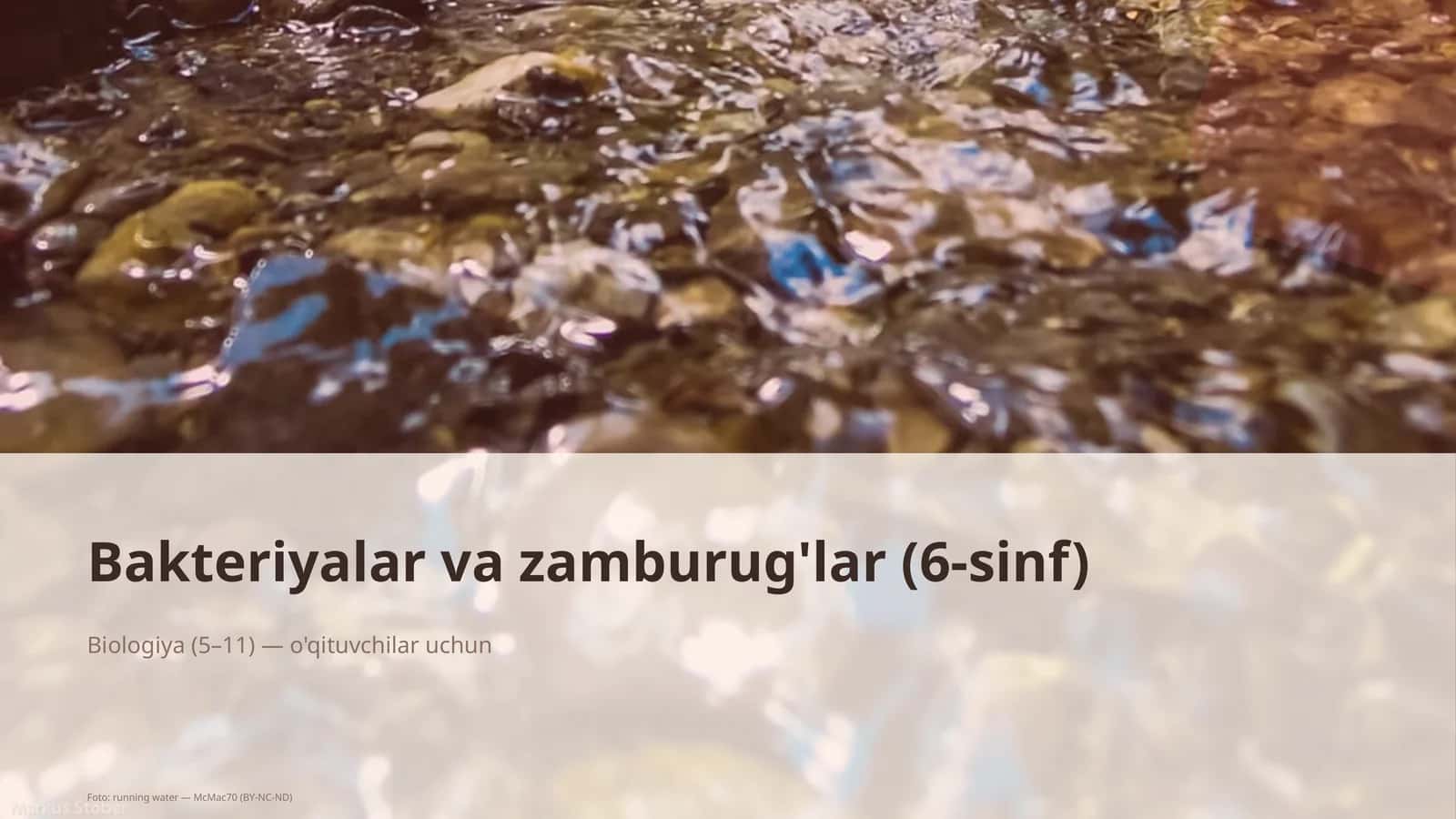 Bakteriyalar va zamburug'lar (6-sinf)