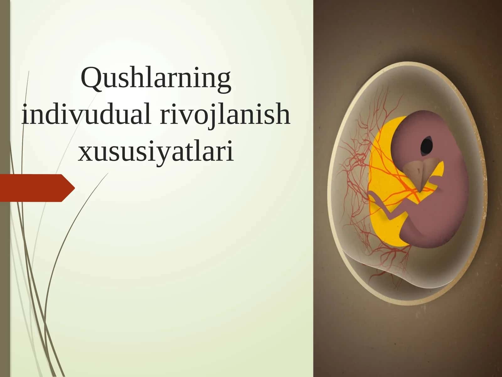 Qushlarning individual rivojlanish xususiyatlari 2026 yil