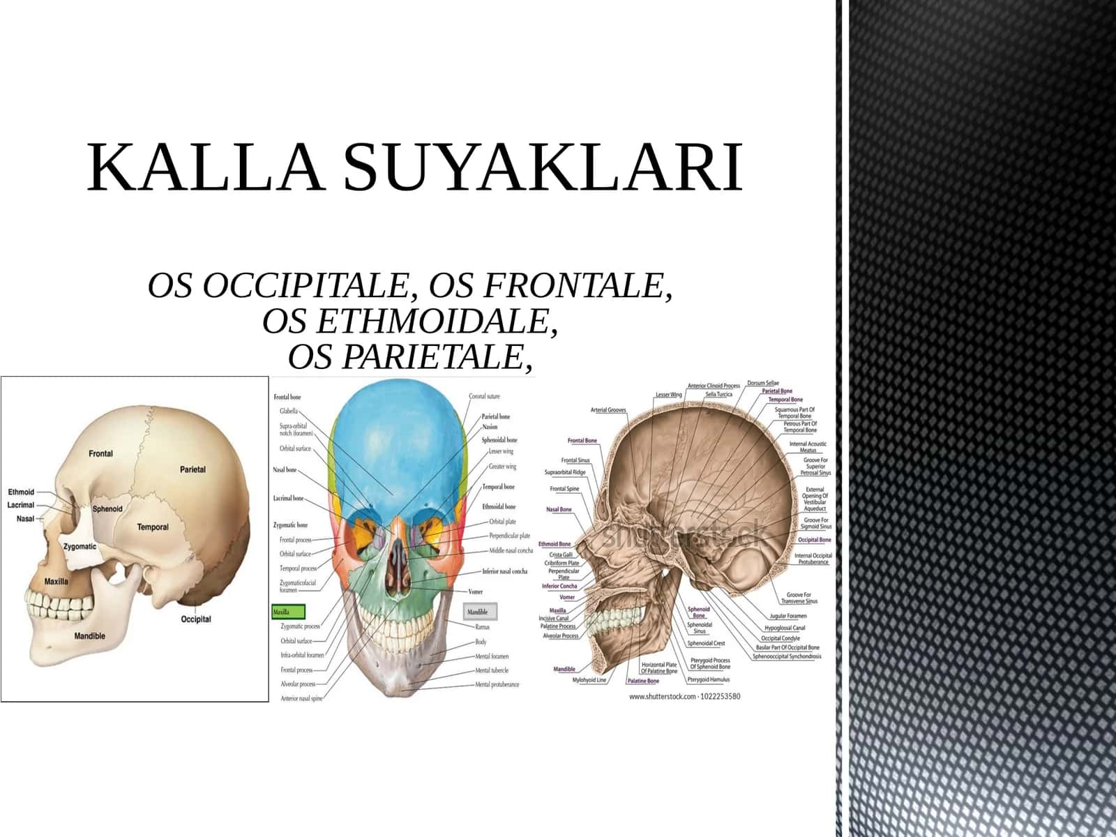 KALLA SUYAKLARIOS OCCIPITALE, OS FRONTALE,OS ETHMOIDALE,OS PARIETALE