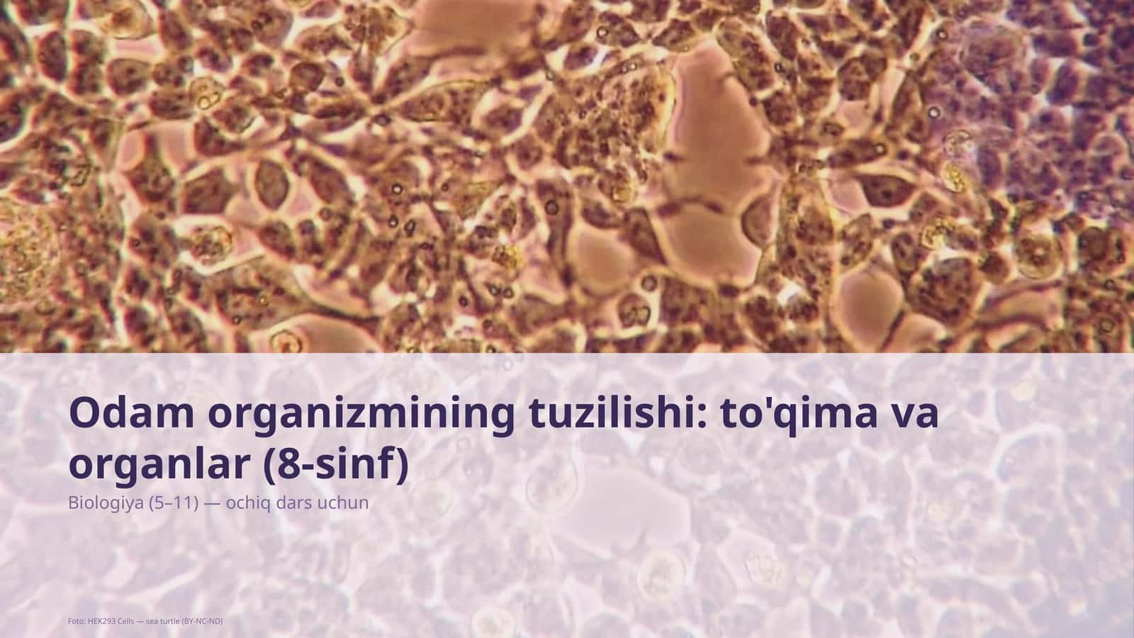 Odam organizmining tuzilishi: to'qima va organlar (8-sinf)