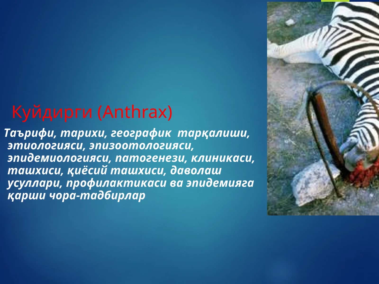 Куйдирги (Anthrax)