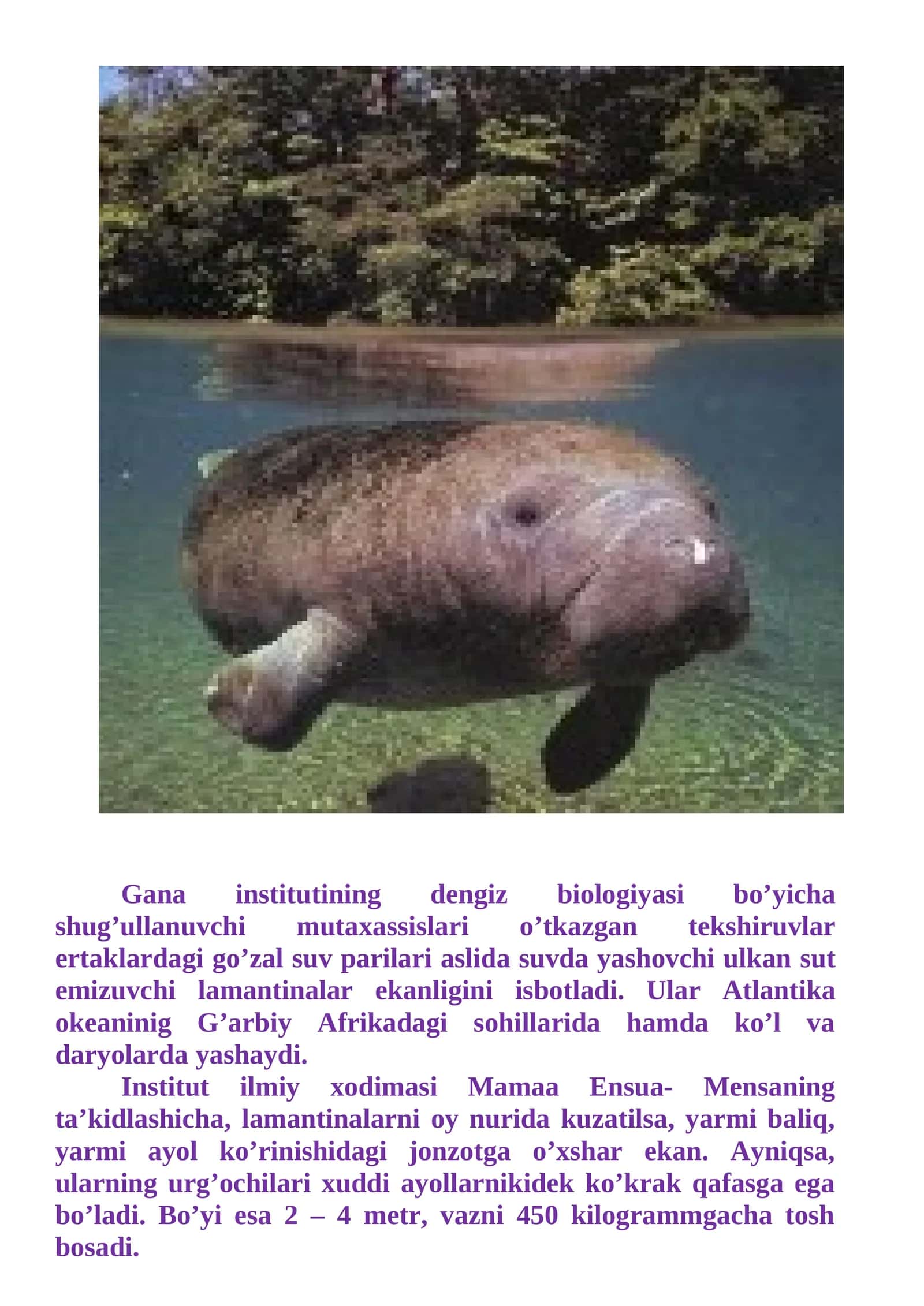 Atlantika okeanidagi lamantinalar