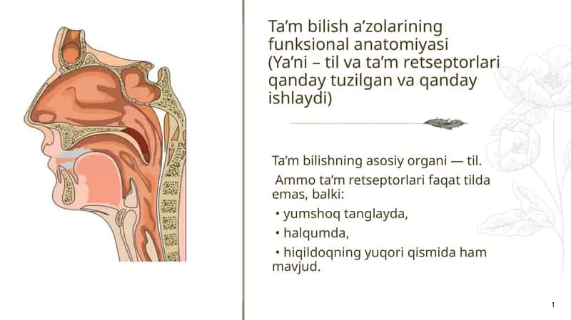 Ta’m bilish a’zolarining funksional anatomiyasi