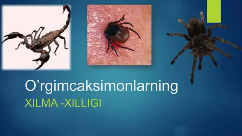 O’rgimcaksimonlarning Xilma-xilligi