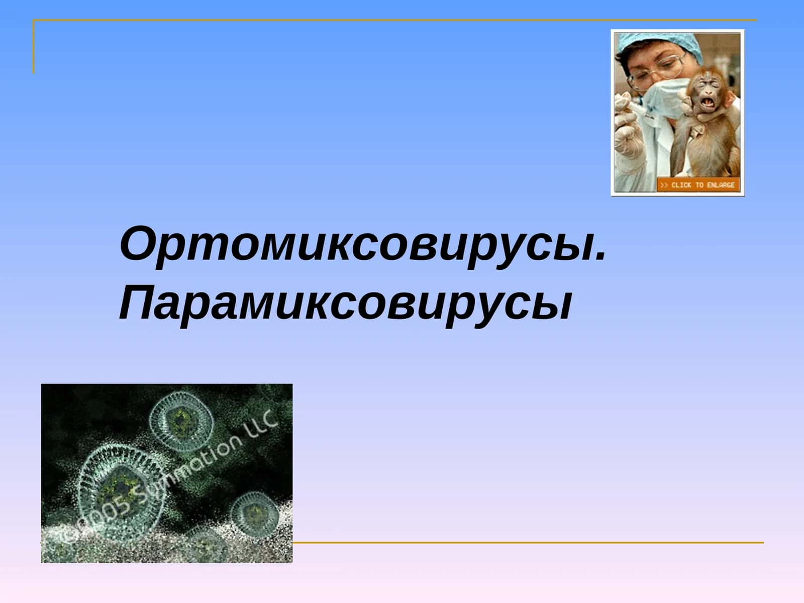 Ортомиксовирусы. Парамиксовирусы