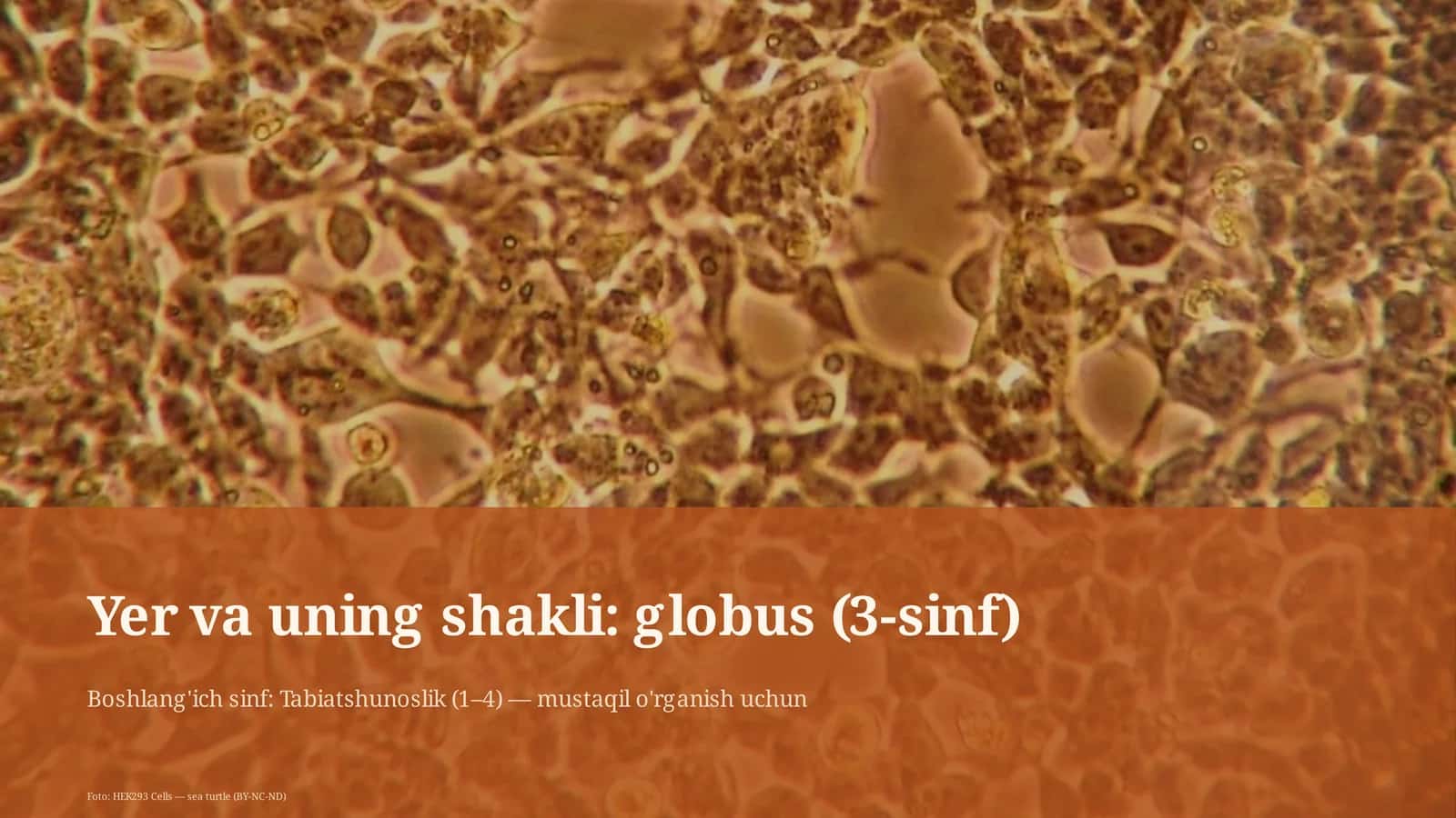 Globus (3-sinf)