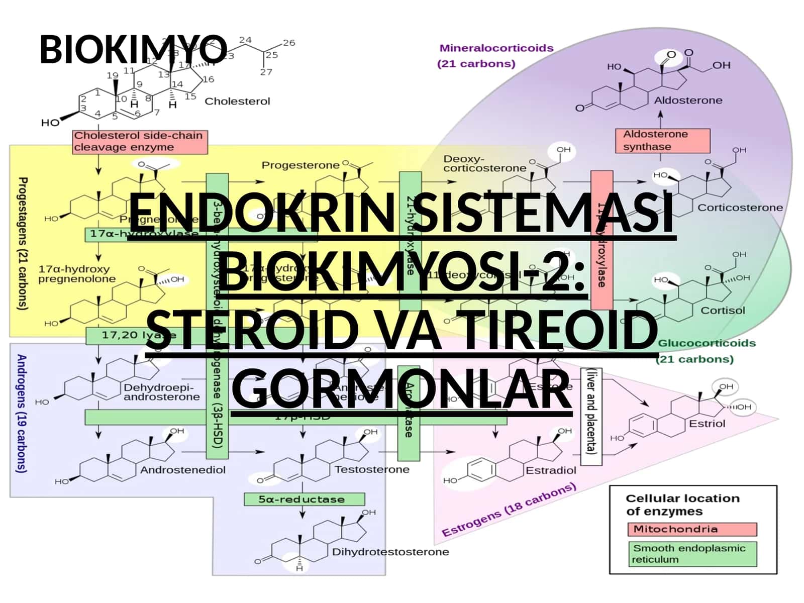 ENDOKRIN SISTEMASI BIOKIMYOSI-2: STEROID VA TIREOID GORMONLAR