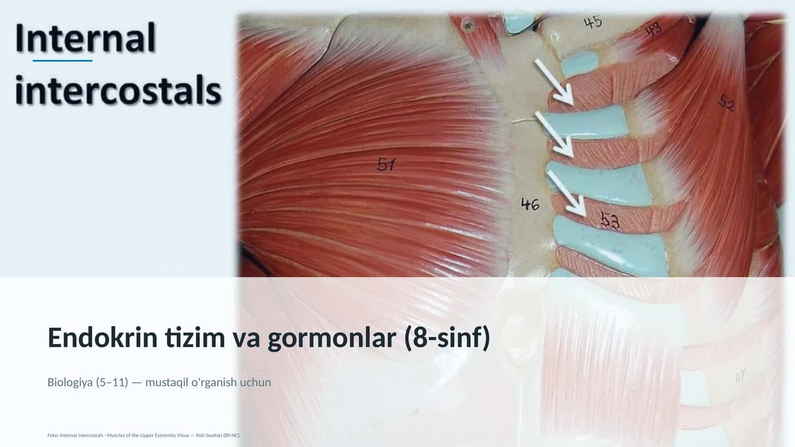 Endokrin tizim va gormonlar (8-sinf)