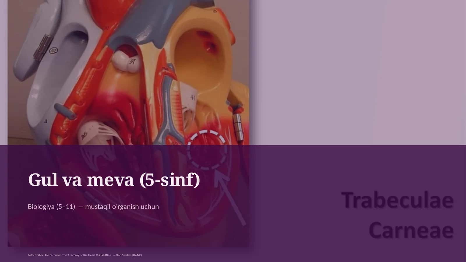 Gul va meva (5-sinf)