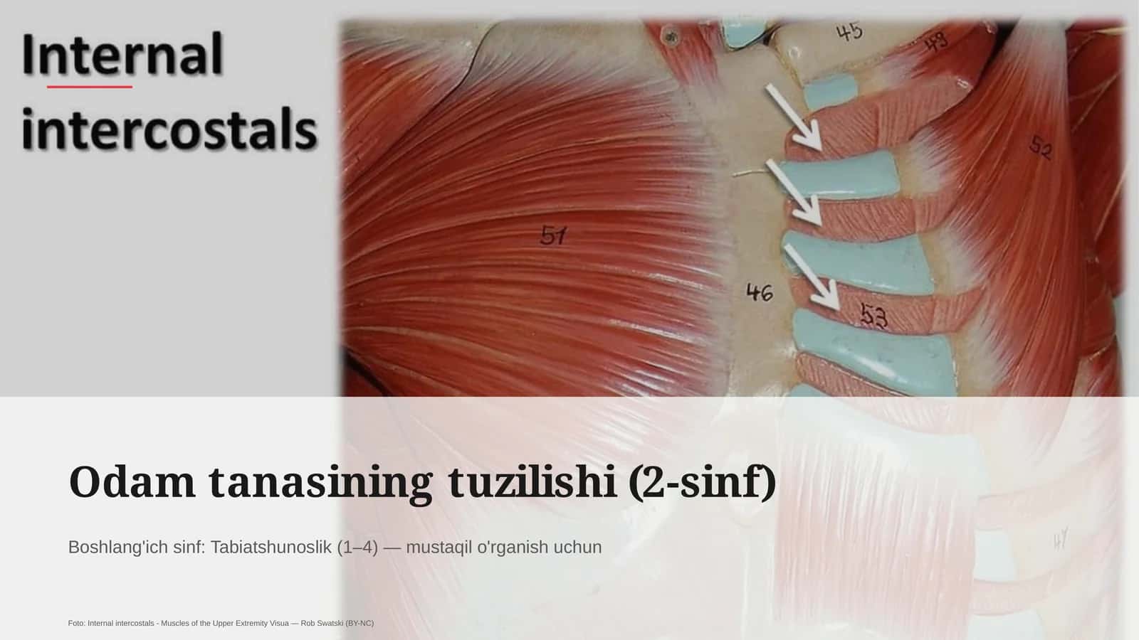 Odam tanasining tuzilishi (2-sinf)