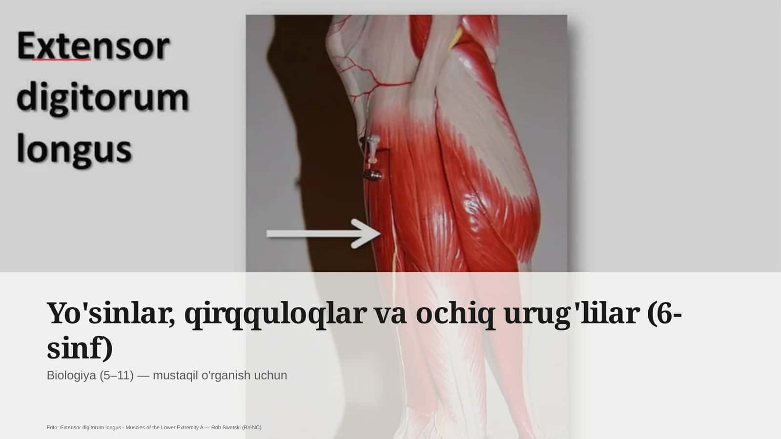 Yo'sinlar, qirqquloqlar va ochiq urug'lilar (6-sinf)