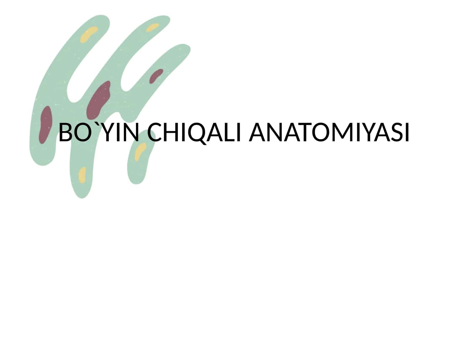 BO`YIN CHIQALI ANATOMIYASI