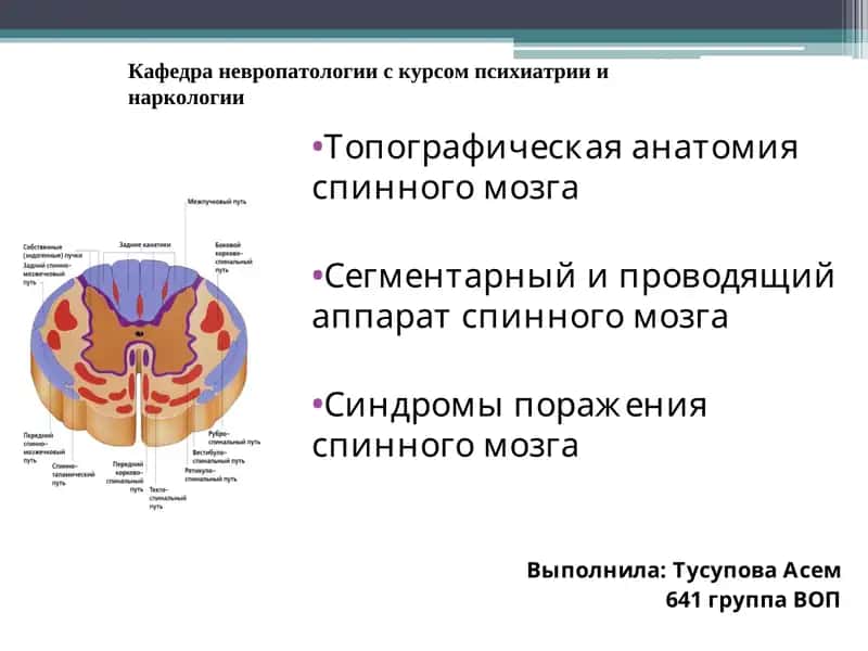 Топографическая анатомия спинного мозга