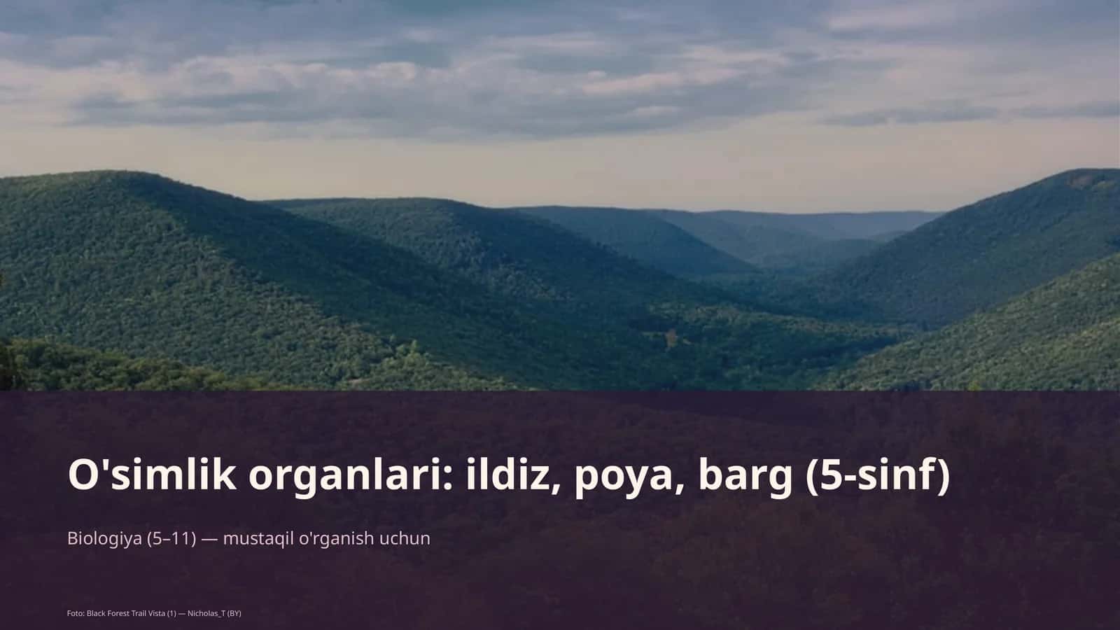 O'simlik organlari: ildiz, poya, barg