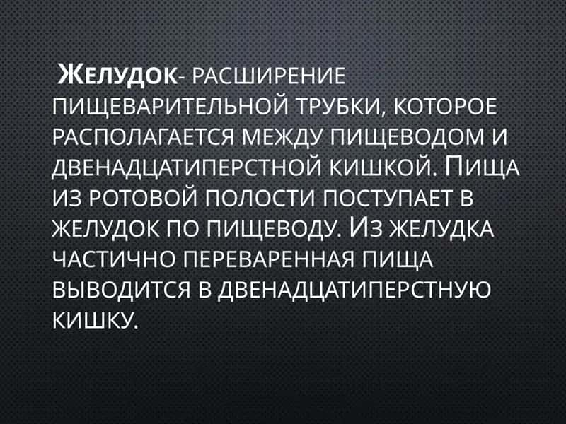 Желудок