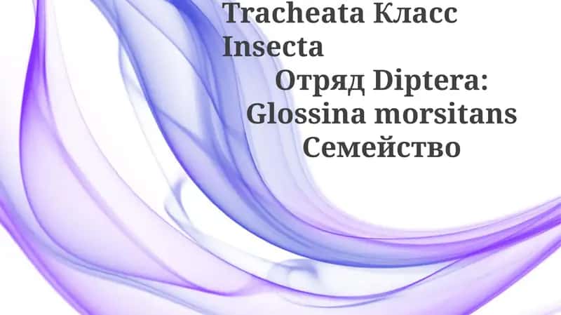Glossina morsitans