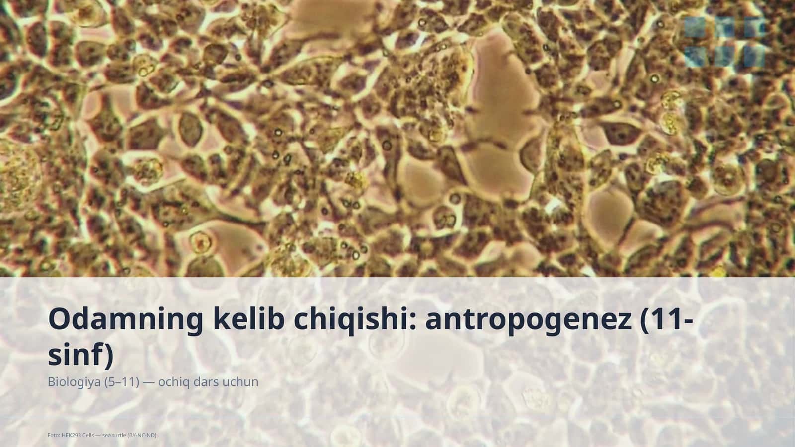 Odamning kelib chiqishi: antropogenez (11-sinf)
