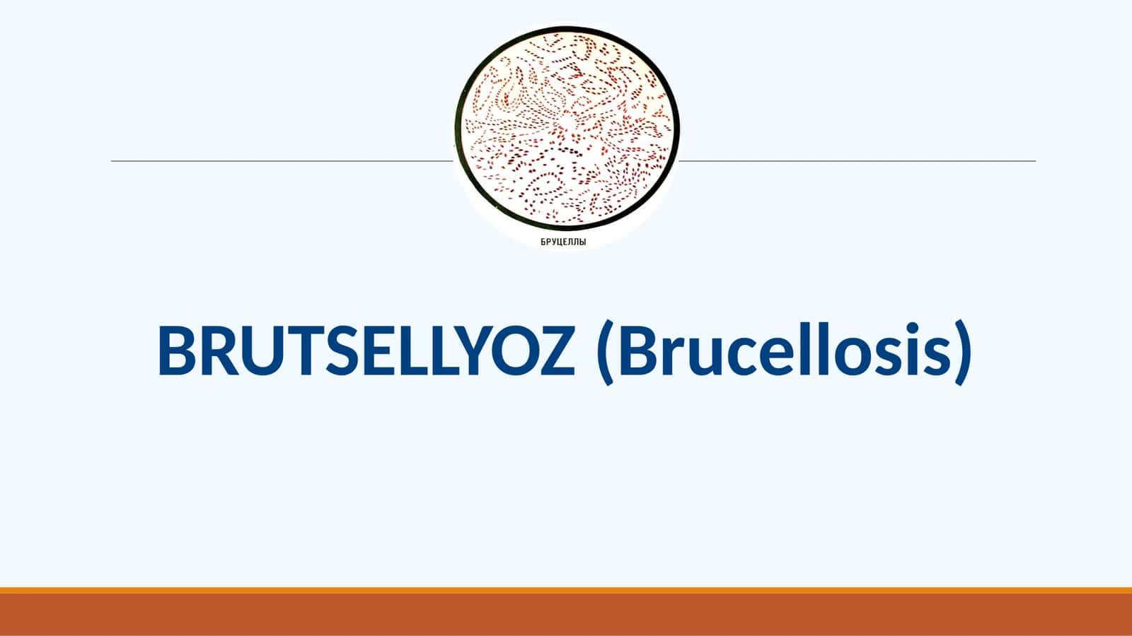 BRUTSELLYOZ