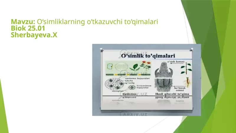 O‘simliklarning o‘tkazuvchi to‘qimalariBiok 25.01Sherbayeva.X