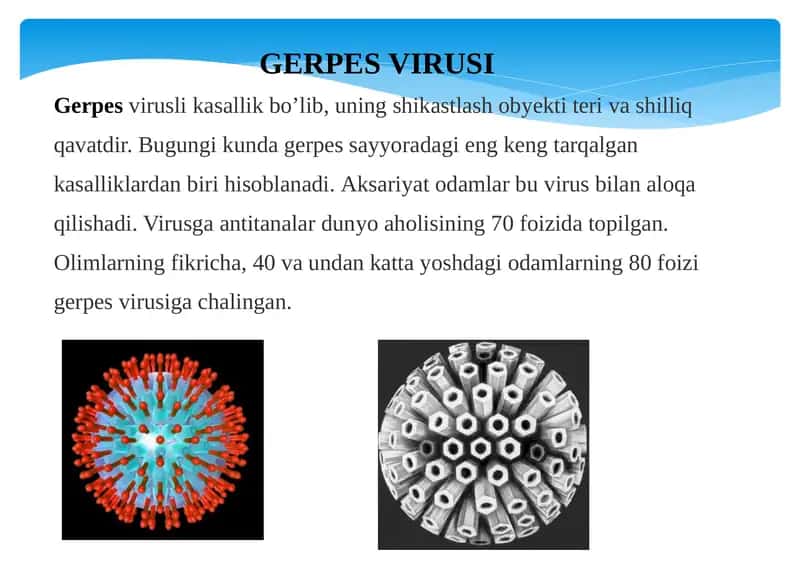 Gerpesvirusi