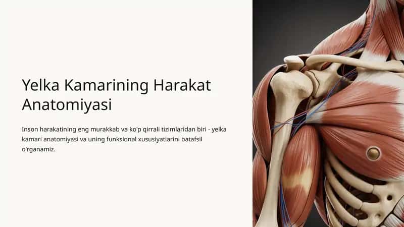 Yelka Kamarining Harakat Anatomiyasi