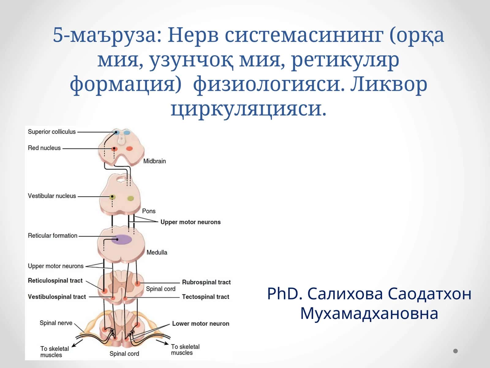 Нервсистемасининг(орқа мия, узунчоқ мия, ретикуляр формация)физиологияси
