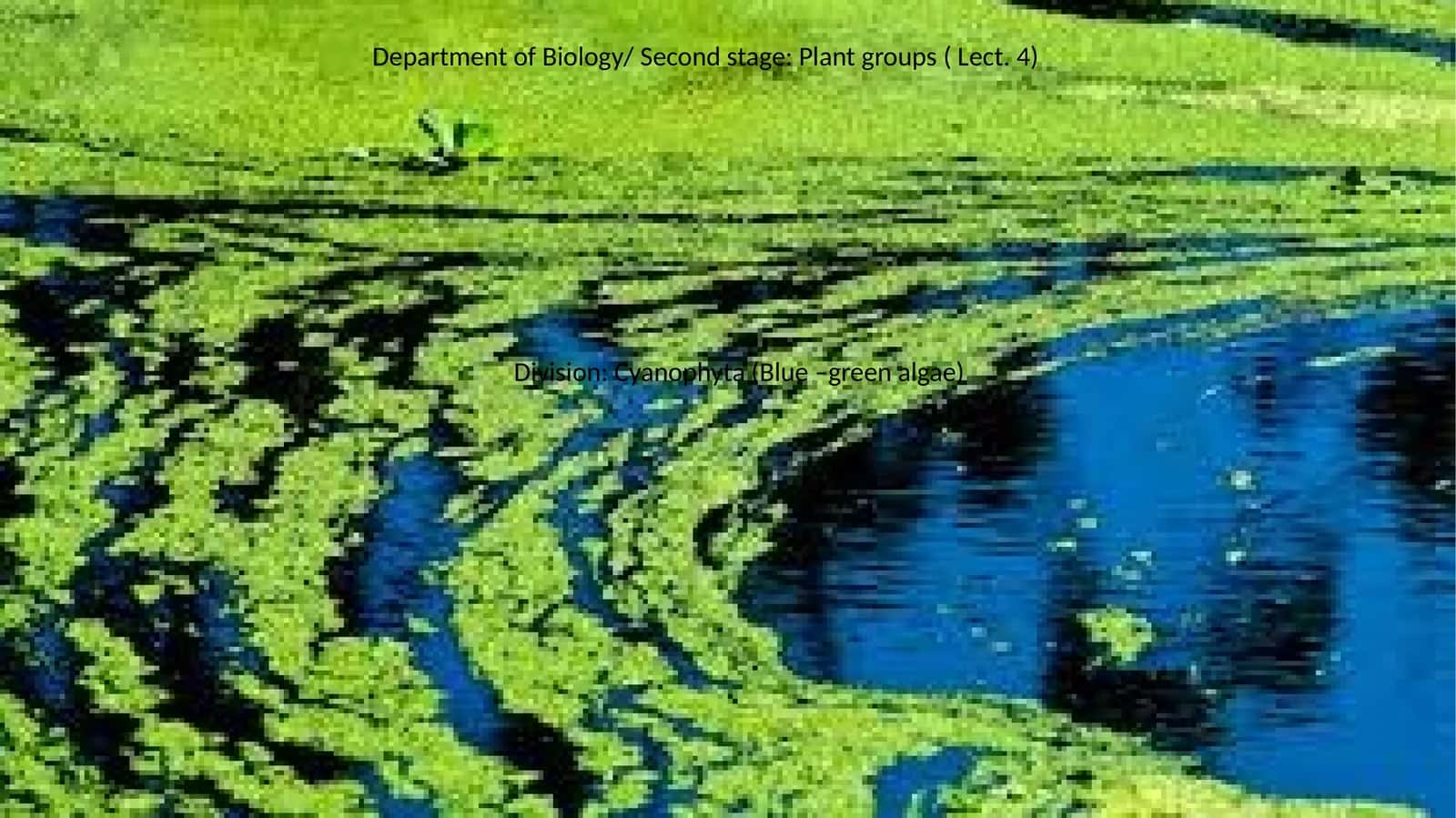 Cyanophyta (Blue –green algae)
