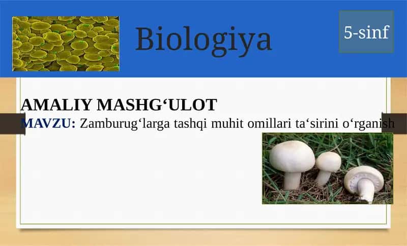 Zamburug‘largatashqimuhitomillarita‘sirinio‘rganish