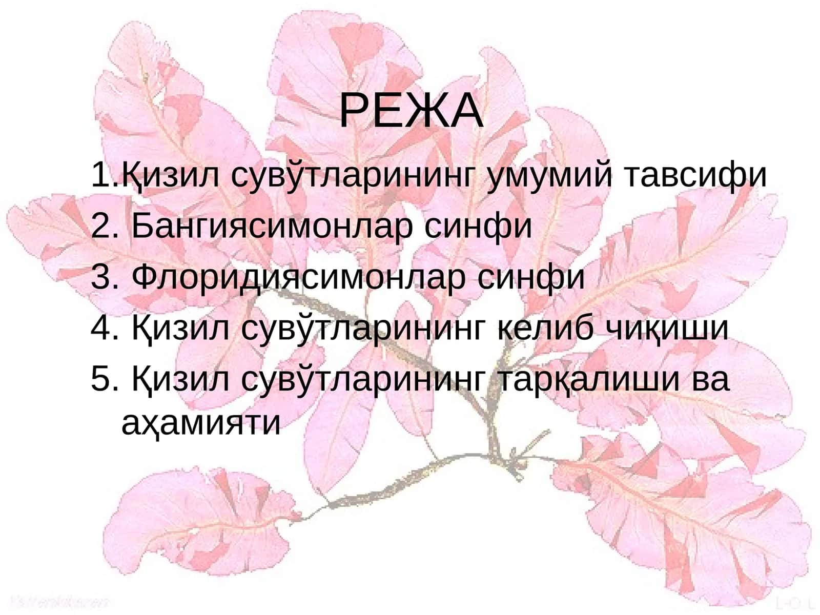 Қизил сувўтларининг умумий тавсифи