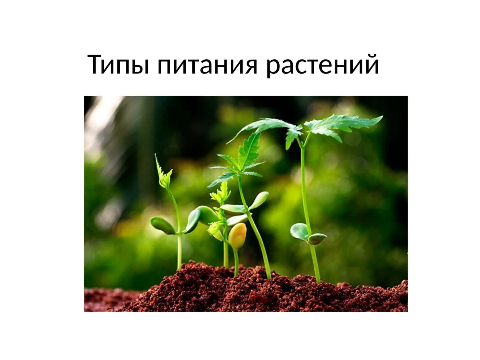 Типы питания растений