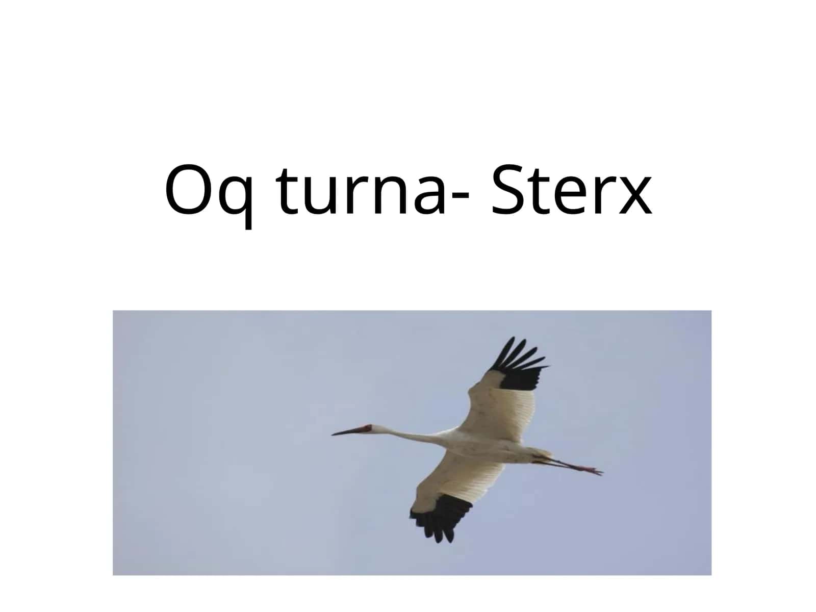Oqturna-Sterx