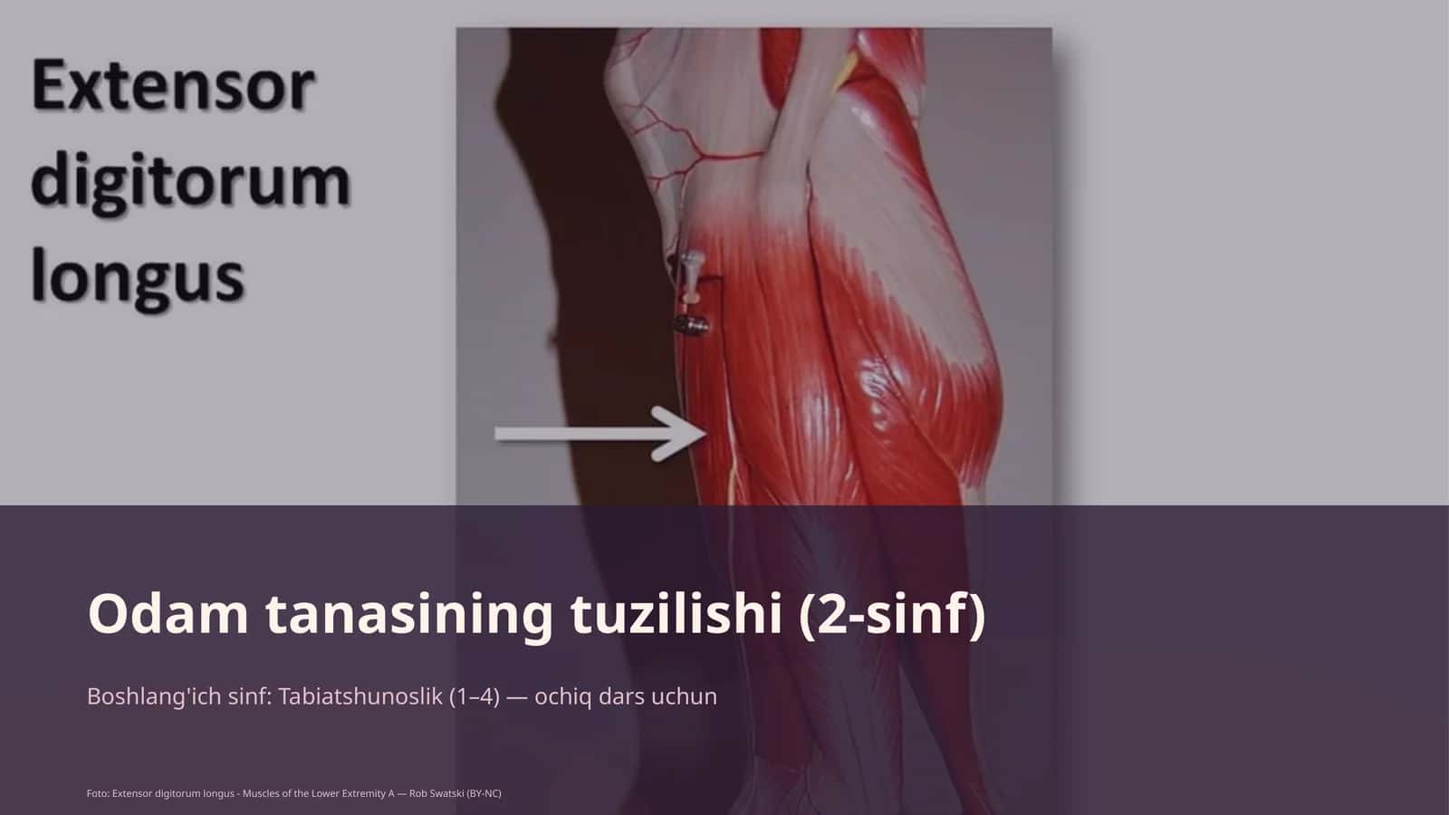 Odam tanasining tuzilishi (2-sinf)