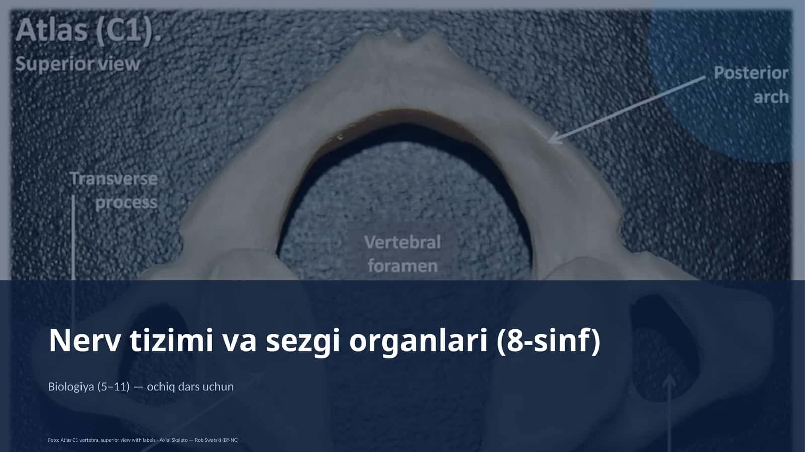 Nerv tizimi va sezgi organlari (8-sinf)