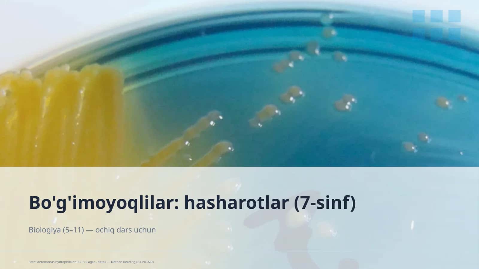 Bo'g'imoyoqlilar: hasharotlar (7-sinf)