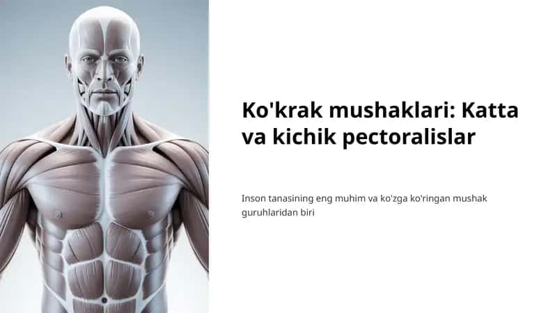 Ko'krak mushaklari: Katta va kichik pectoralislar