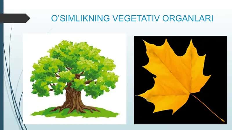 Oʻsimlikning vegetativ organlar