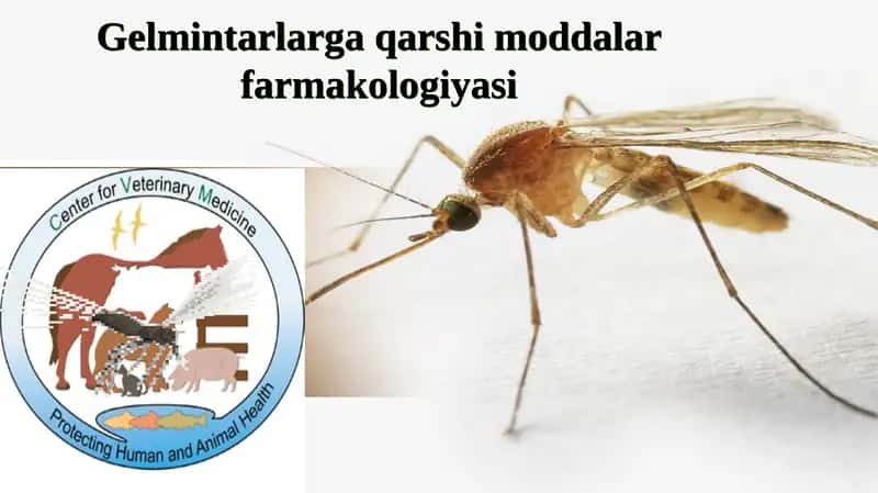 BALIQ SKELETI” INTERFAOL USUL