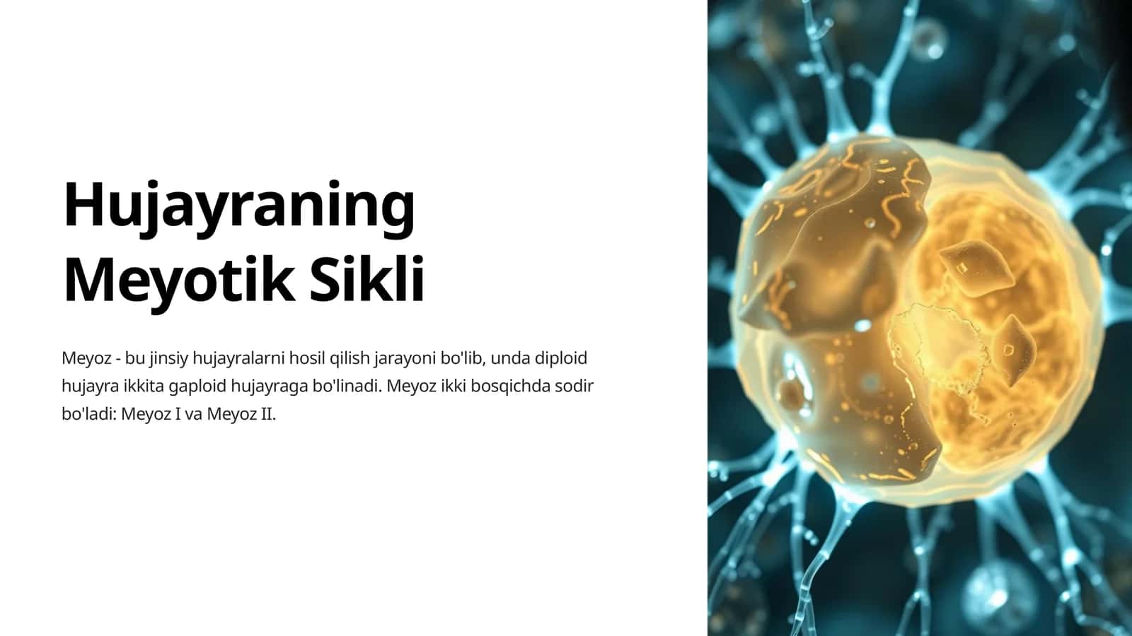 Hujayraning Meyotik Sikli