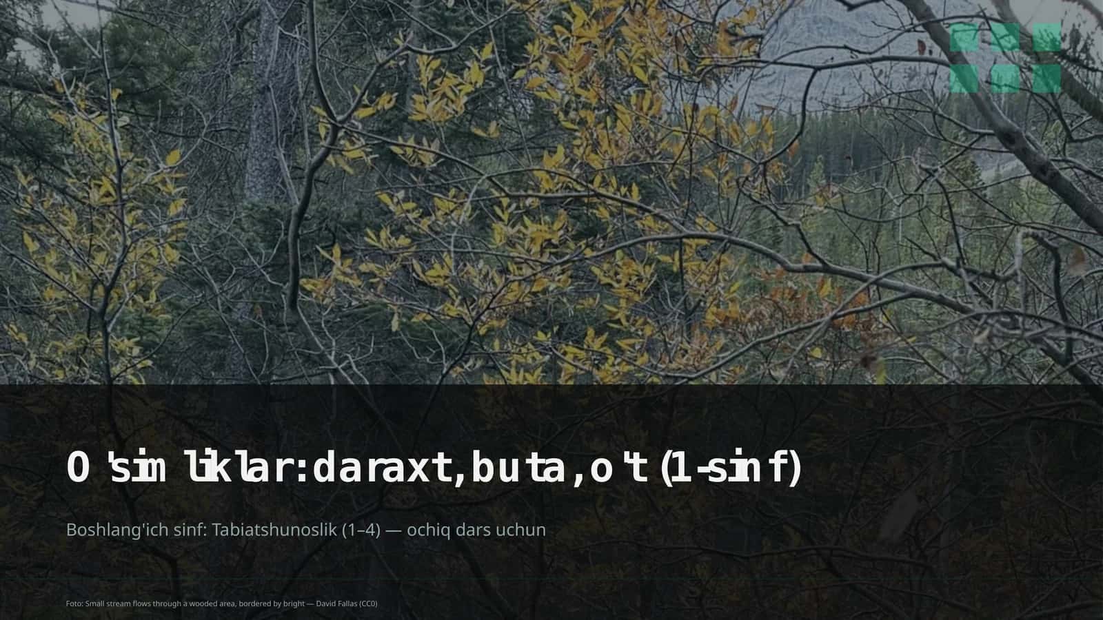 O'simliklar: daraxt, buta, o't (1-sinf)