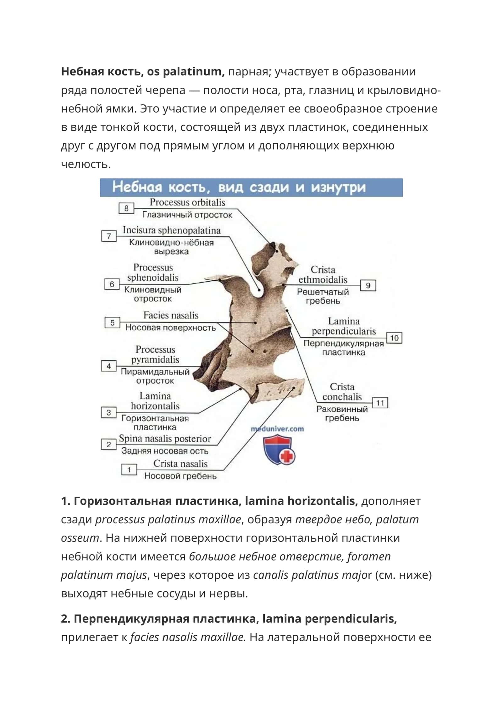 Небная кость
