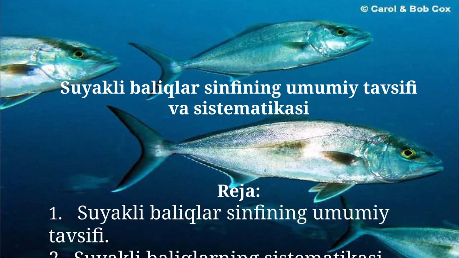 Suyaklibaliqlar sinfining umumiy tavsifi va sistemikasi