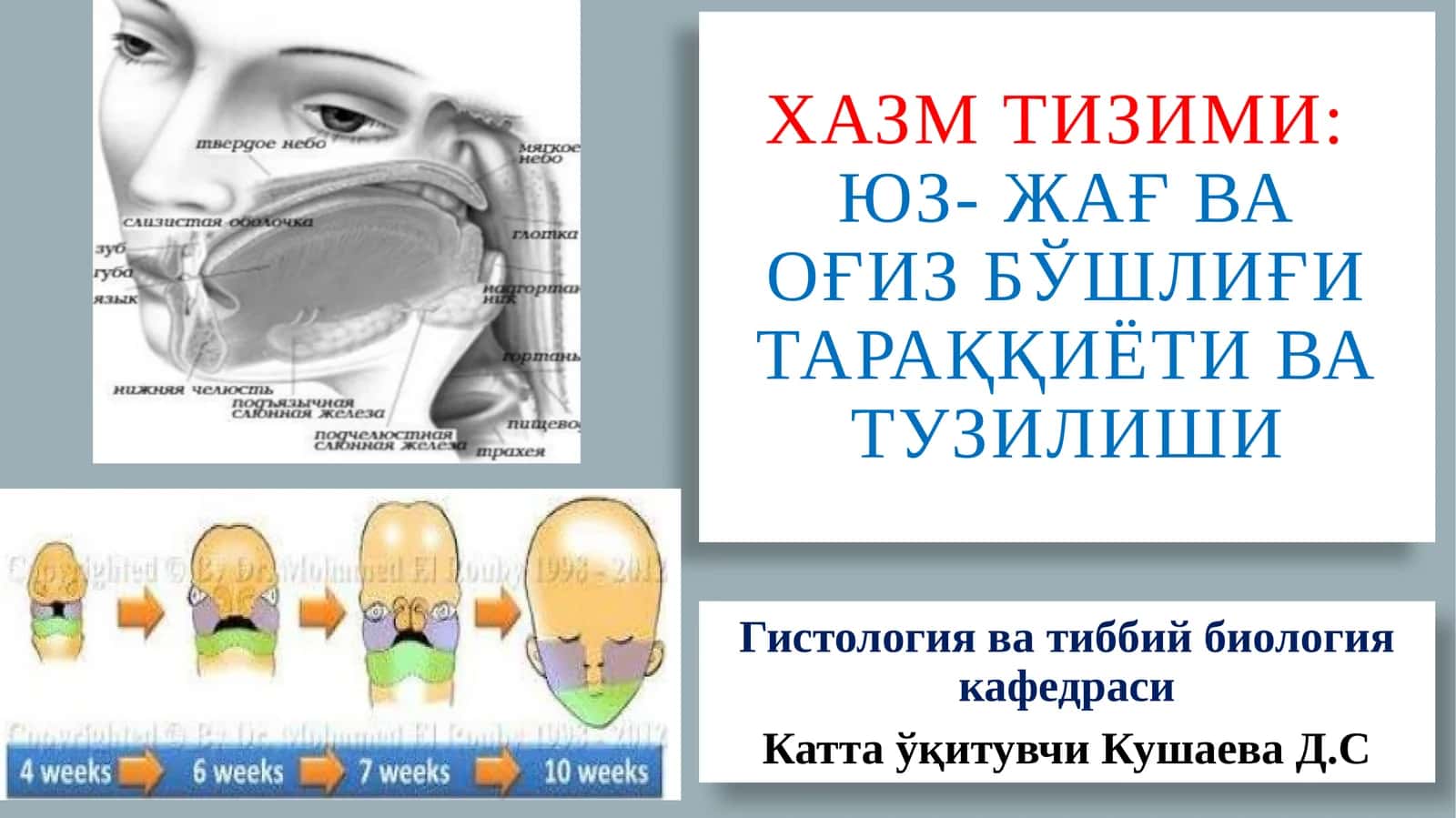 Хазмтизими:Юз-жағ ва оғиз бўшлиғи тараққиёти ва тузилиши