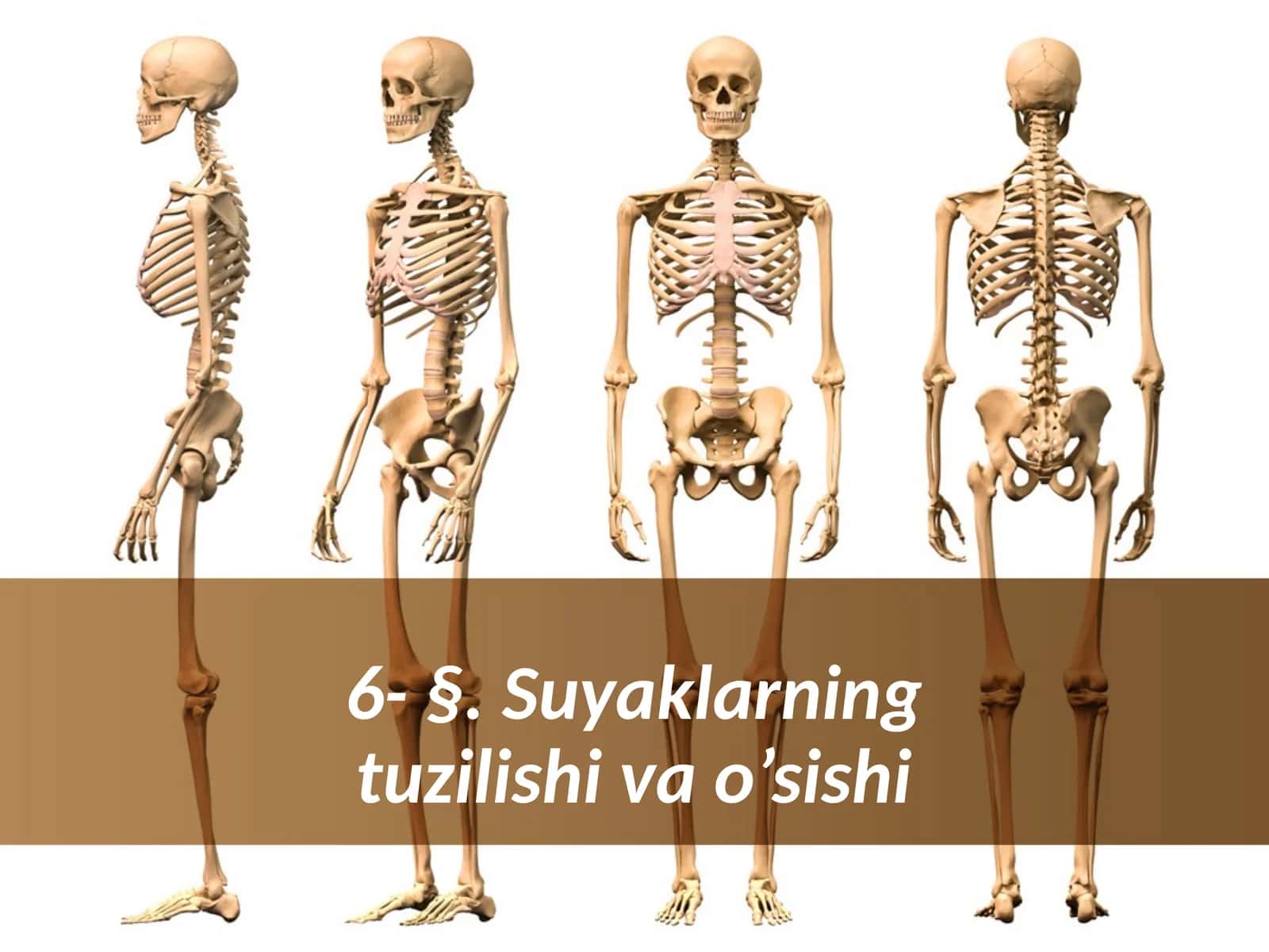 Suyaklarning tuzilishi va o’sishi