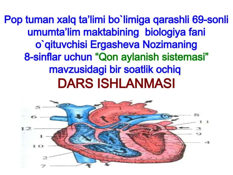 Qon aylanish sistemasi