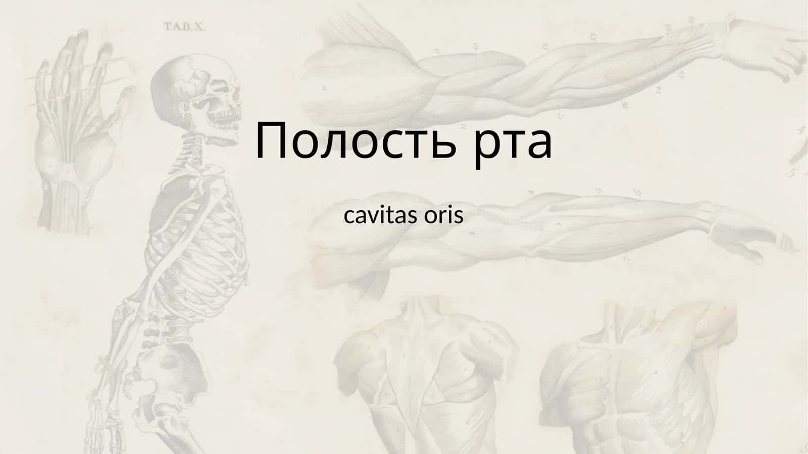 Полостьрта