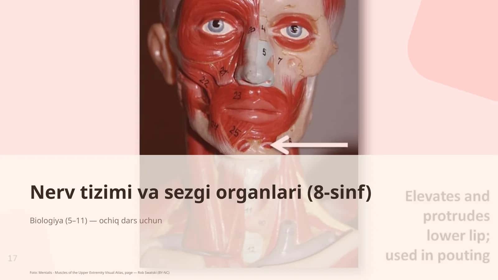 Nerv tizimi va sezgi organlari (8-sinf)