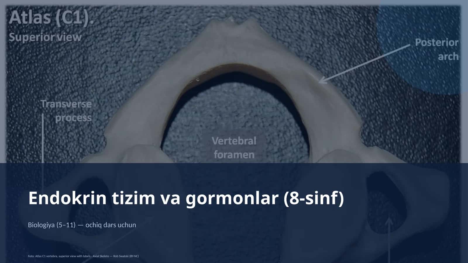 Endokrin tizim va gormonlar (8-sinf)